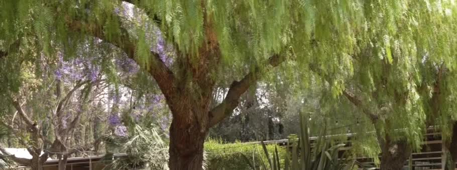 Leafy trees and wooden fencing in the stable garden