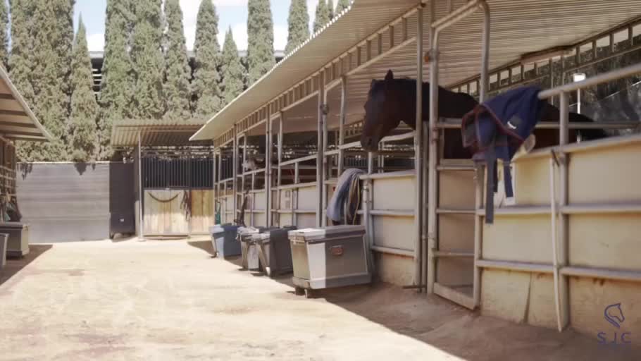 A horse looking out from the covered stable row